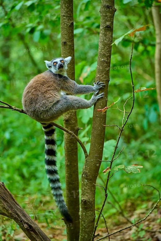 A lemur looks from a tree with attentive eyes into the green jungle, Ring-tailed Lemur (Lemur catta), France