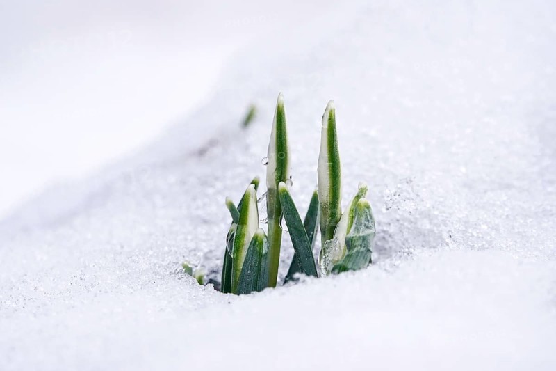Snowdrops in snow, winter, Germany