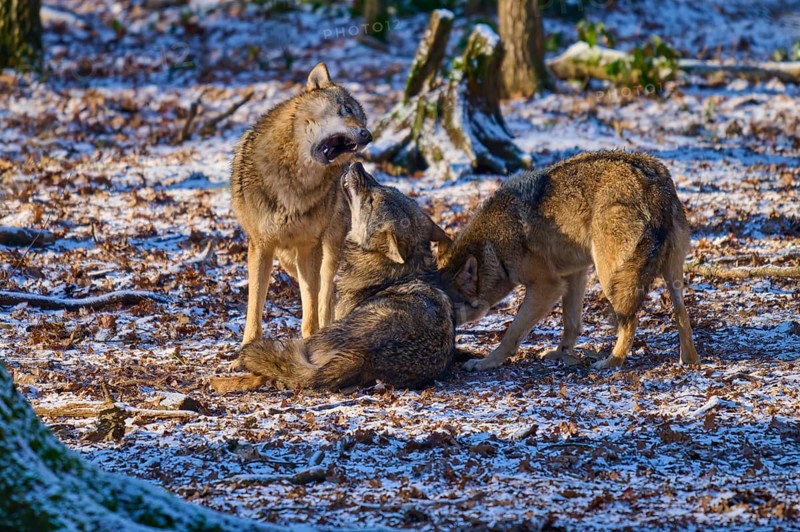 Three wolves in a snowy forest in a social interaction, winter, wolf (Canis lupus), Germany