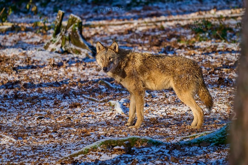 A wolf roams through the snow-covered forest in the winter sunlight, Winter, Wolf (Canis lupus), Germany