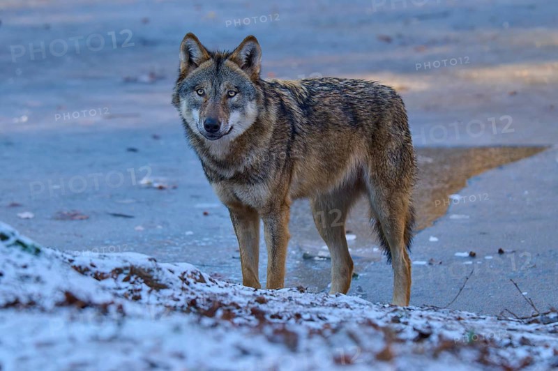 An alert wolf stands on a patch of ice, ready to move, Winter, Wolf (Canis lupus), Germany