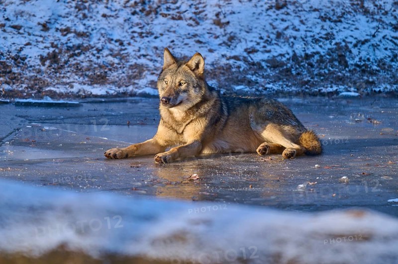 Wolf lying relaxed on snow-covered ice and enjoying the winter atmosphere, Winter, Wolf (Canis lupus), Germany