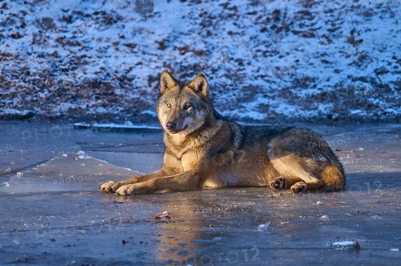 A wolf lies calmly on a layer of ice in snowy terrain, winter, wolf (Canis lupus), Germany