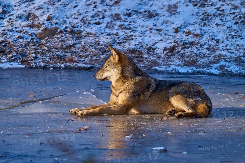 A wolf lies quietly on an icy surface, surrounded by snow, Winter, Wolf (Canis lupus), Germany