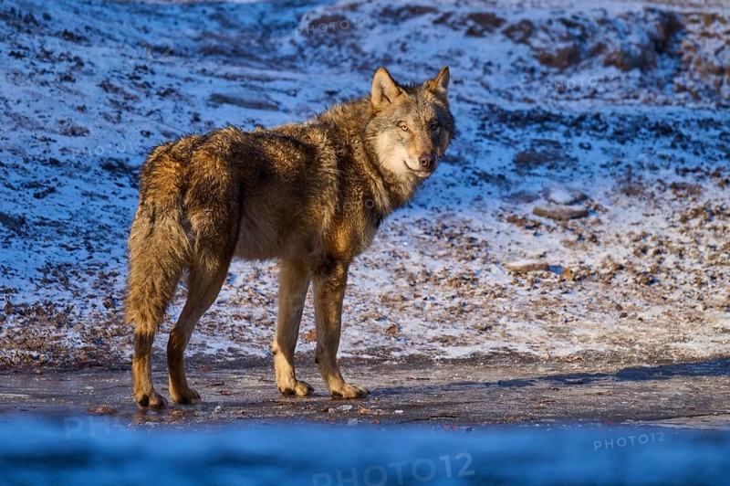 A wolf stands on a patch of ice and looks back into the wintry landscape, Winter, Wolf (Canis lupus), Germany
