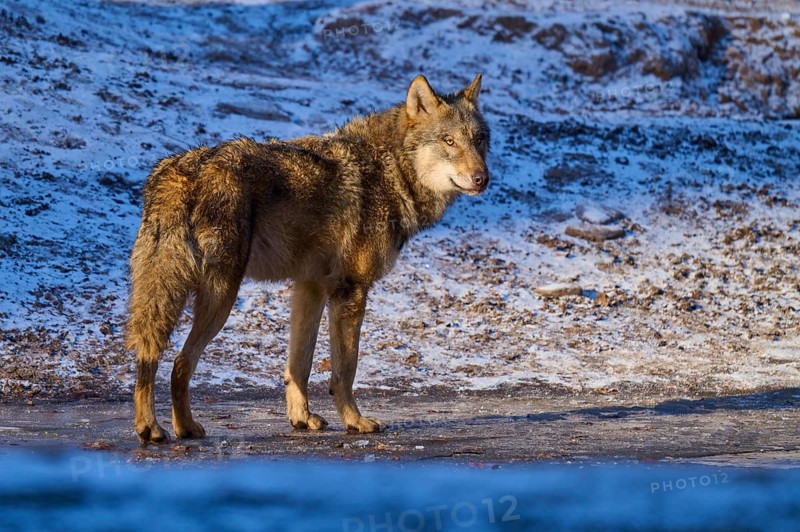 A lone wolf standing on a patch of ice in snowy, wintry terrain, Winter, Wolf (Canis lupus), Germany