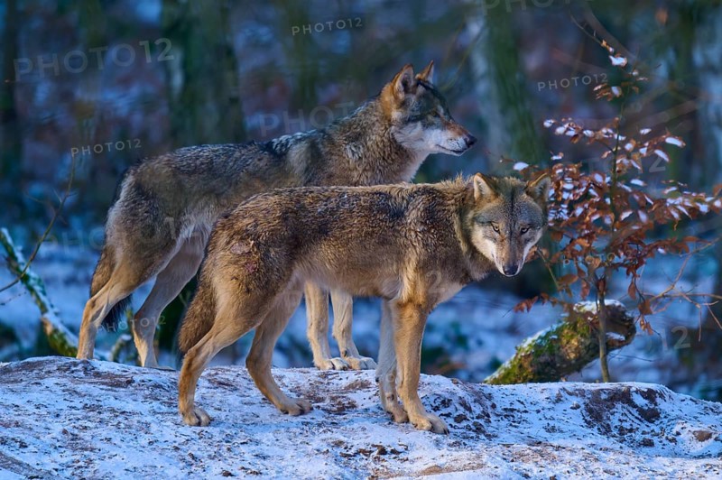 Two wolves on a snowy hill surrounded by trees in late evening light, winter, wolf (Canis lupus), Germany