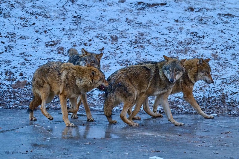 Four wolves running together across a patch of ice in a cold environment, winter, wolf (Canis lupus), Germany