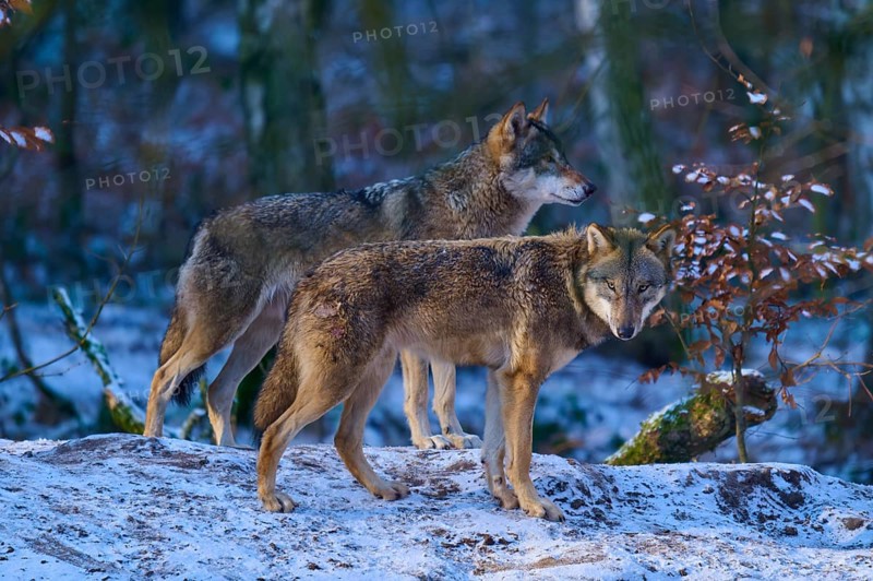 Two wolves standing in the winter forest on a snow-covered hill in the twilight, winter, wolf (Canis lupus), Germany