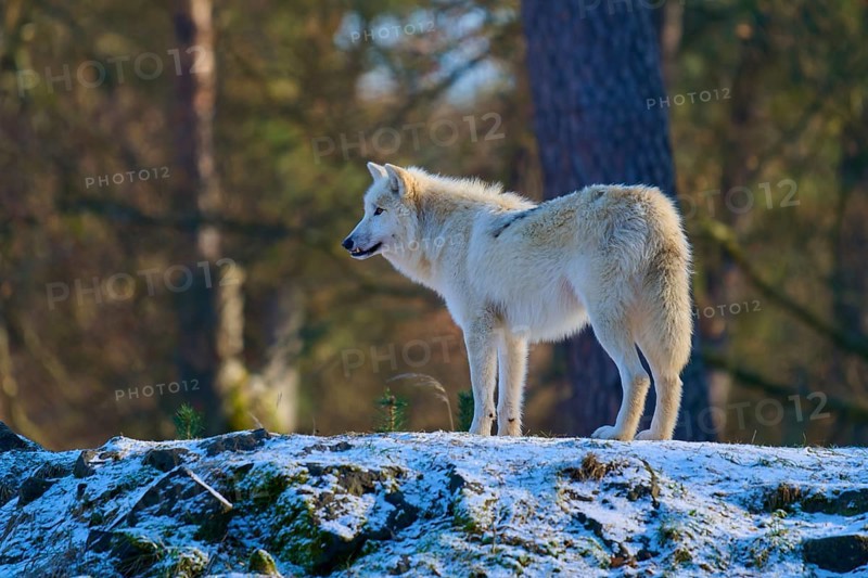 A white wolf standing on a slightly snow-covered rock in the forest during winter, Winter, Arctic wolf (Canis lupus arctos), Germany