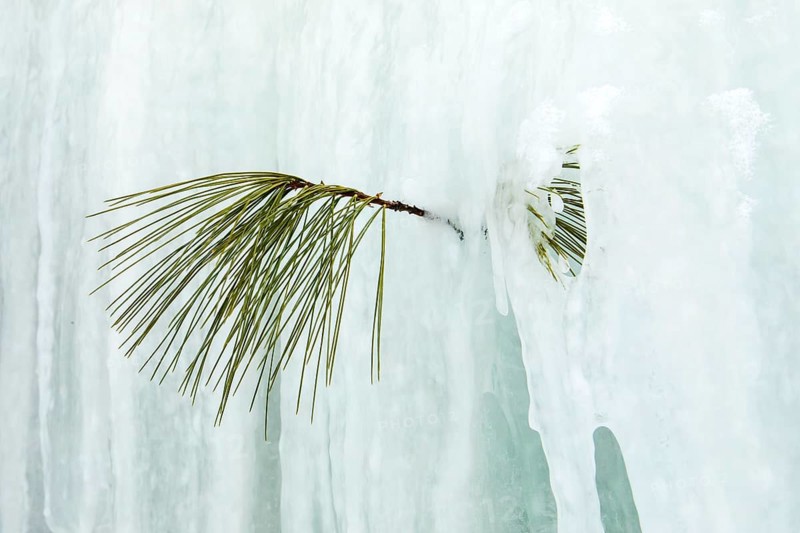 Branch and needles of white pine trapped in the ice, Region of la Mauricie, Province of Quebec, Canada