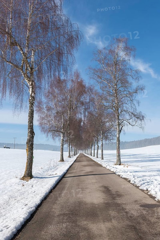 A snowy avenue flanked by tall birch trees stretching under a blue sky, Swabian Jura, Baden-Württemberg, Germany