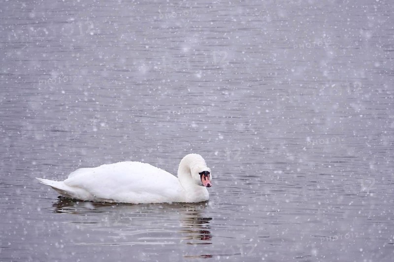 Swan in water, winter, Germany