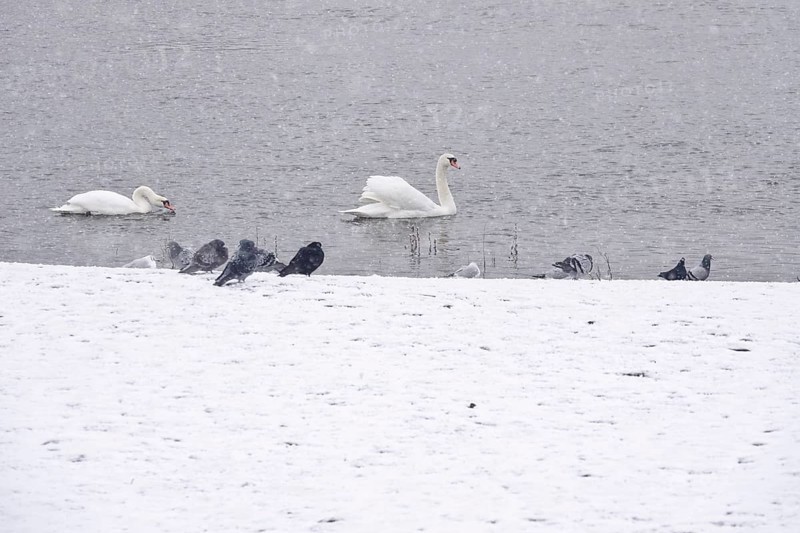 Swans in water, winter, Germany