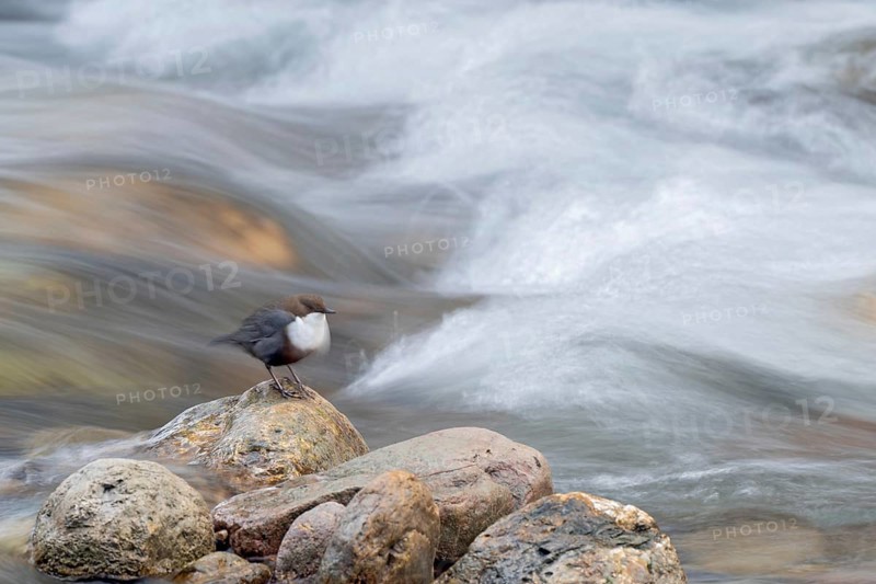 White-throated White-throated Dipper (Cinclus cinclus), sitting on a stone in a stream, Kundler Klamm, Kundl, Tyrol, Austria