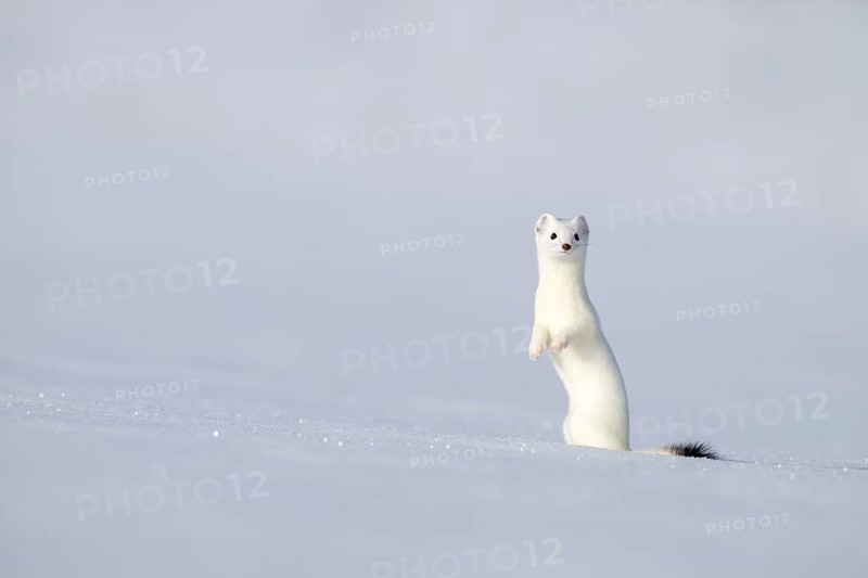 Ermine or large weasel (Mustela erminea), in winter fur, Eggen, Terfens, Tyrol, Austria