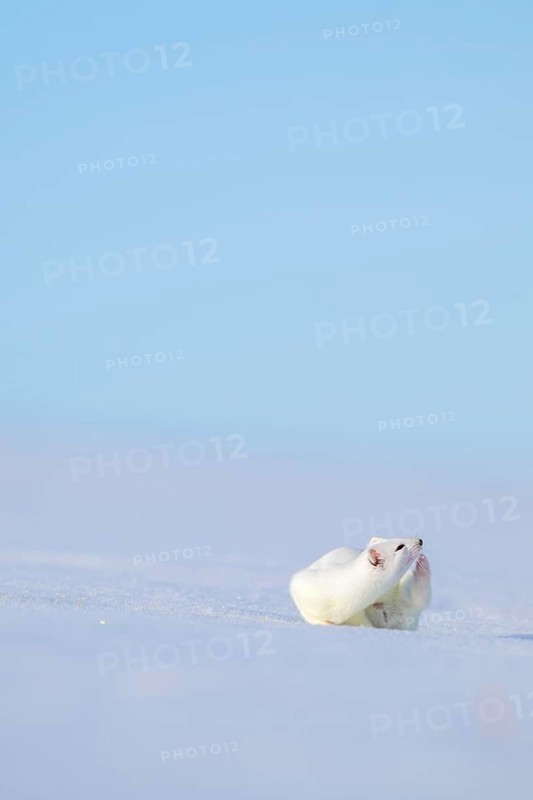 Ermine or large weasel (Mustela erminea), in winter fur, Eggen, Terfens, Tyrol, Austria