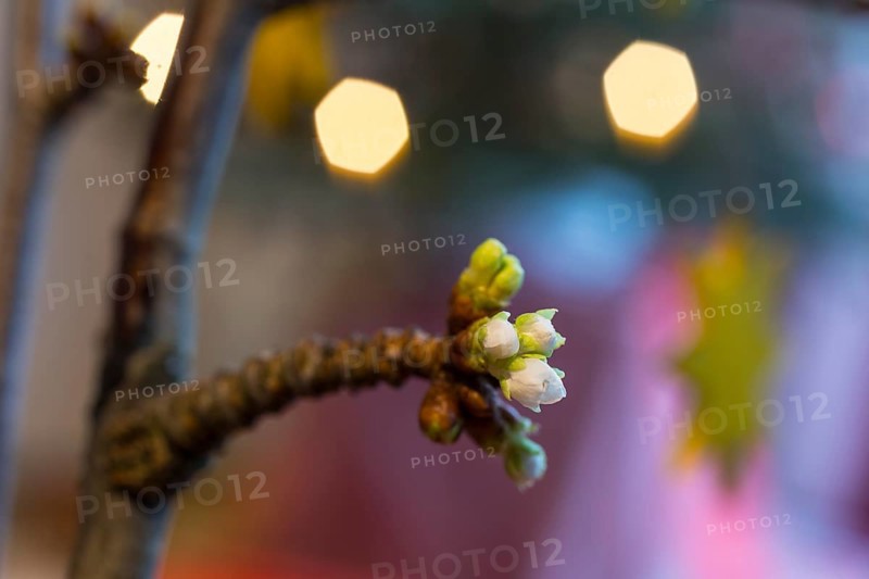 Barbara branches have blossomed, tradition in Advent, branches with blossoms and Christmas decorations