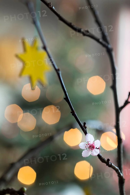 Barbara branches have blossomed, tradition in Advent, branches with blossoms and Christmas decorations