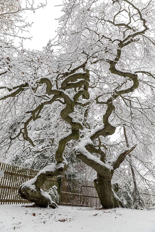 Snow-covered Süntel beech, copper beech (Fagus sylvatica), Tharandt Forest, Saxony, Germany