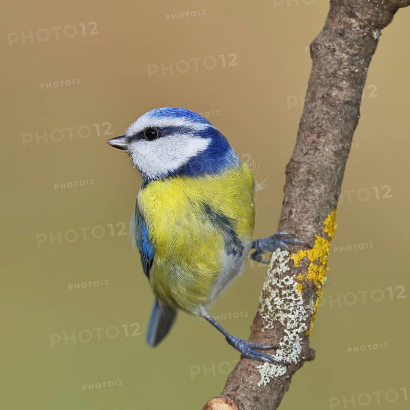 Blue tit (Parus caeruleus), sitting on a branch, Wilnsdorf, North Rhine-Westphalia, Germany