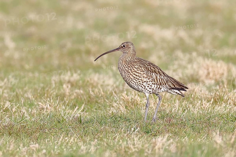 Eurasian curlew (Numenius arquata), foraging in a meadow, wildlife, animals, birds, snipe family, Lembruch, Ochsen Moor, Dümmer nature park Park, Lower Saxony, Germany