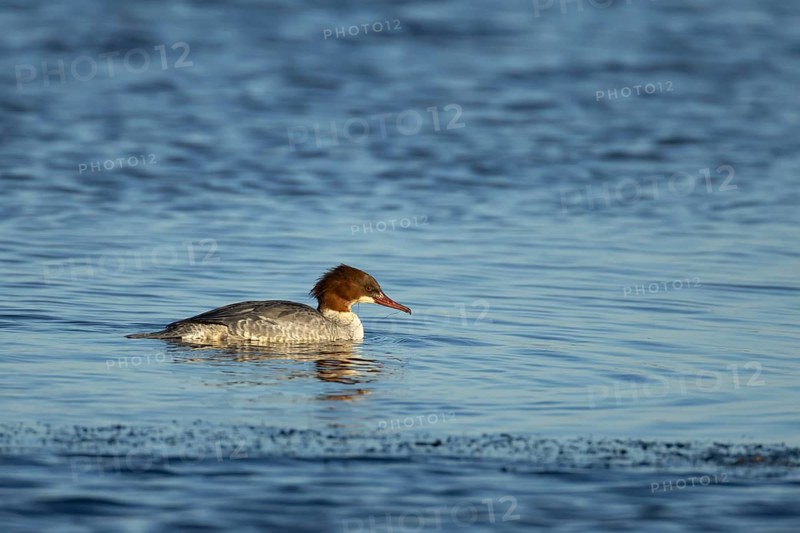 Goosander (Mergus merganser) adult female sawbill bird on a lake in winter, RSPB Titchwell nature reserve, Norfolk, England, United KIngdom