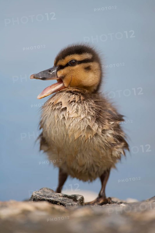 Mallard duck (Anas platyrhynchos) juvenile baby duckling bird quacking in spring, England, United KIngdom