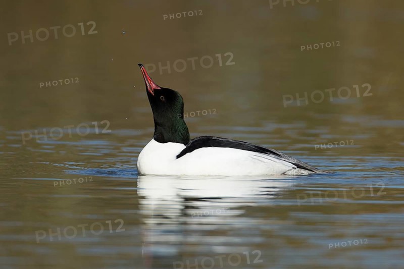 Goosander (Mergus merganser) adult male sawbill bird on a lake in winter, England, United KIngdom
