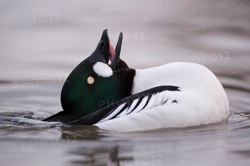 Goldeneye (Bucephala clangula) adult male duck bird displaying on a lake in winter, England, United KIngdom