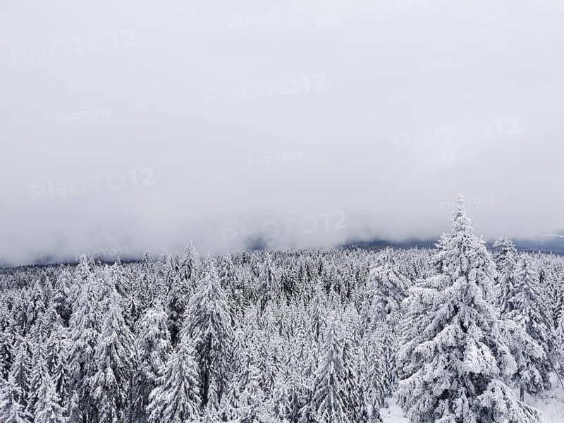 Snow-covered trees under a grey sky in a peaceful winter landscape, hiking on Ochsenkopf in the Fichtelgebirge nature park Park