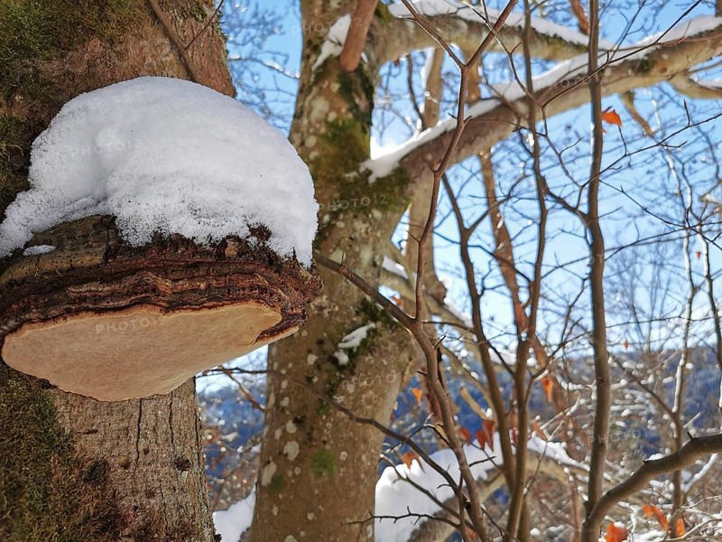 A snow-covered tree trunk with a mushroom (fomes fomentarius) in the forest on a cold, sunny winter's day, hiking in the Franconian Forest nature park Park
