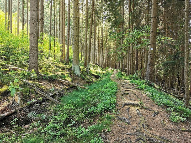 A forest with a path, surrounded by trees and sunlight, creates a peaceful atmosphere, hiking on the Rennsteig, Thuringian Forest nature park Park