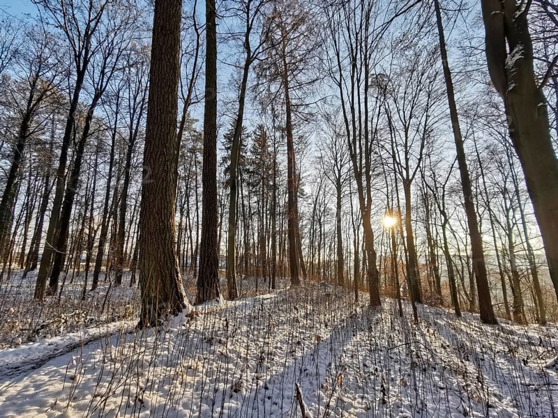 Snowy forest with sun rays and shade that create a peaceful atmosphere, Franconian Forest nature park Park