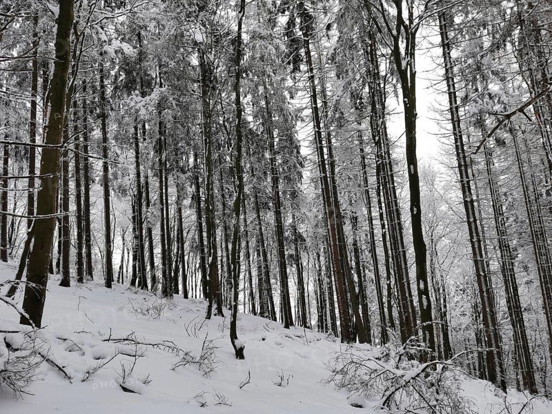Snowy forest with tall trees under a quiet and quiet winter landscape, Franconian Forest nature park Park