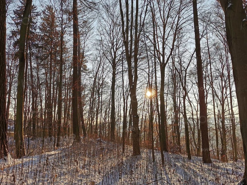 Winter forest with sun shining through bare trees and casting long shadows, Franconian Forest nature park Park
