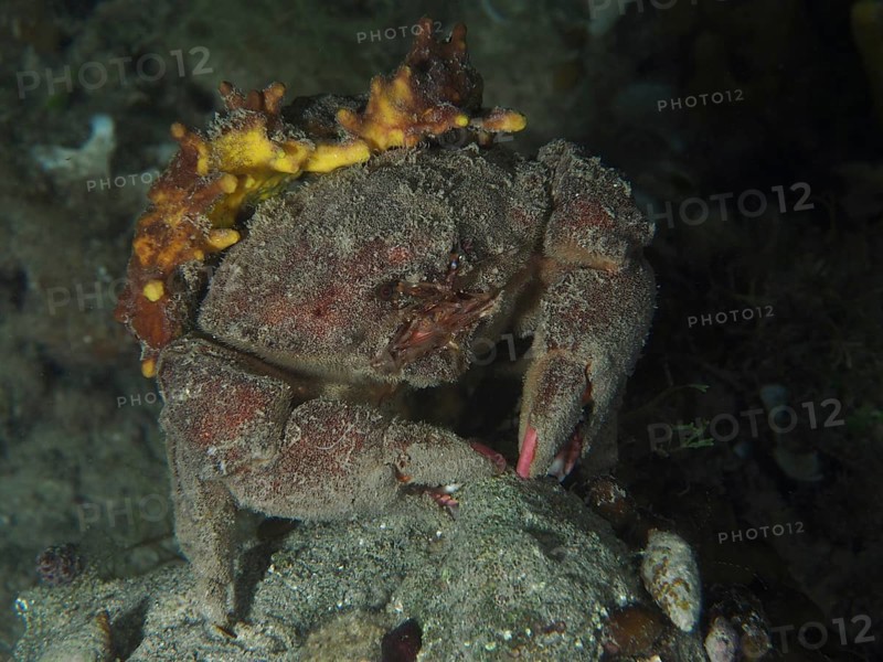 A camouflaged crab, woolly crab (Dromia personata) sits covered with golden sponge (Aplysina aerophoba) in the dark water. Dive site House Reef, Stoja, Pula, Croatia, Mediterranean Sea