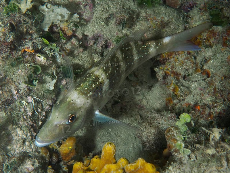 A fish with green-brown colouring, dentex dentex, rests on a reef at night. Dive site House Reef, Stoja, Pula, Croatia, Mediterranean Sea