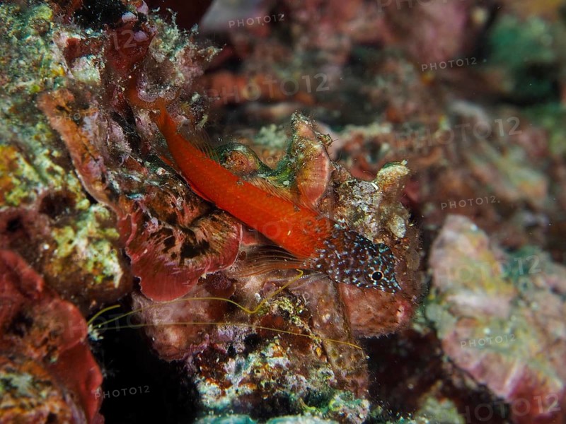 Black blenny (Microlipophrys nigriceps) in bright red among colourful algae. Dive site Muzil, Stoja, Pula, Croatia, Mediterranean Sea