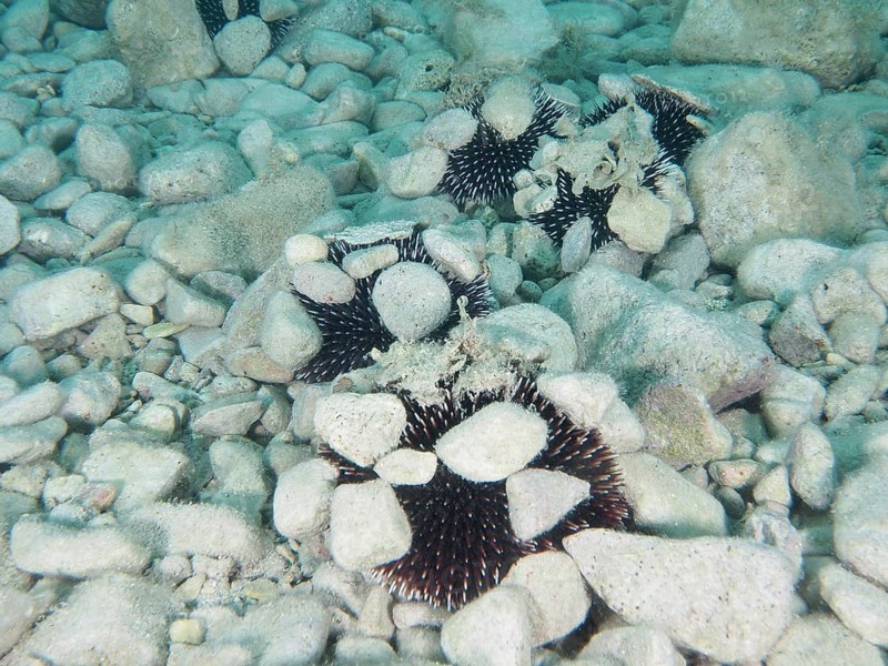 Several Sphaerechinus granularis (Sphaerechinus granularis) with stones on a rocky seabed. Dive site House Reef, Stoja, Pula, Croatia, Mediterranean Sea