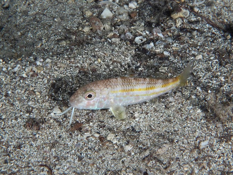 A small fish with light-coloured stripes, striped barb (Mullus surmuletus) juvenile, resting on a sandy seabed. Dive site House reef, Stoja, Pula, Croatia, Mediterranean Sea