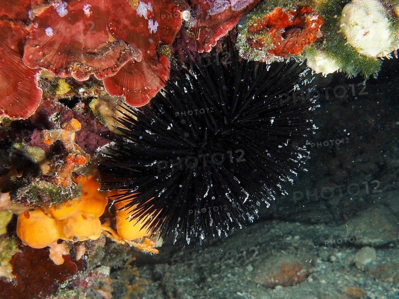 Arbacia lixula (Arbacia lixula) in a contrasting reef. Dive site House Reef, Stoja, Pula, Croatia, Mediterranean Sea