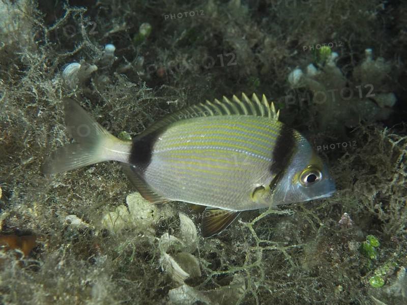 A striped fish, two-banded seabream (Diplodus vulgaris), swims through an underwater landscape. Dive site House Reef, Stoja, Pula, Croatia, Mediterranean Sea