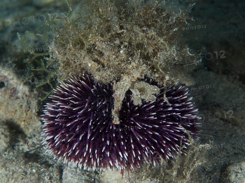 A Sphaerechinus granularis (Sphaerechinus granularis) with purple spines and camouflaged with algae on a sandy seabed. Dive site House Reef, Stoja, Pula, Croatia, Mediterranean Sea