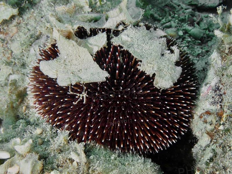 A Sphaerechinus granularis (Sphaerechinus granularis) with long spines on the seabed, camouflaged with algae leaves. Dive site House Reef, Stoja, Pula, Croatia, Mediterranean Sea