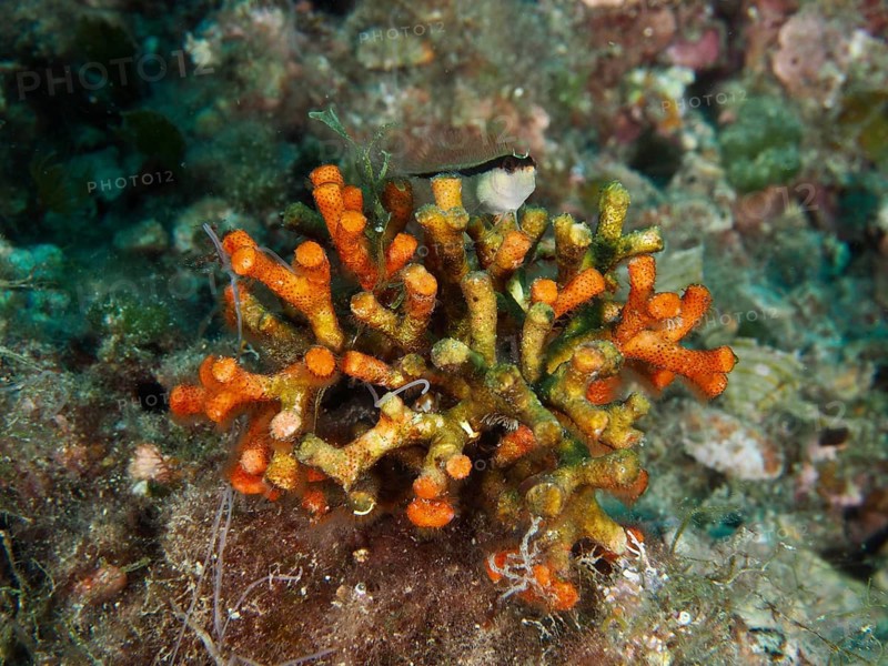 Vibrant orange teardrop coral (Myriapora truncata) with a small fish on top. Dive site House Reef, Stoja, Pula, Croatia, Mediterranean Sea