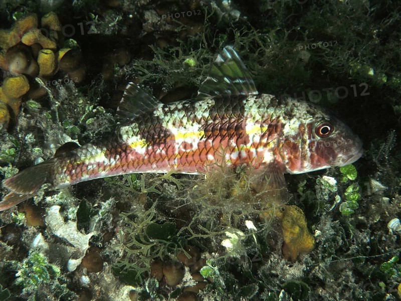 A patterned fish, striped barb (Mullus surmuletus), resting in the water at night among the algae. Dive site House Reef, Stoja, Pula, Croatia, Mediterranean Sea