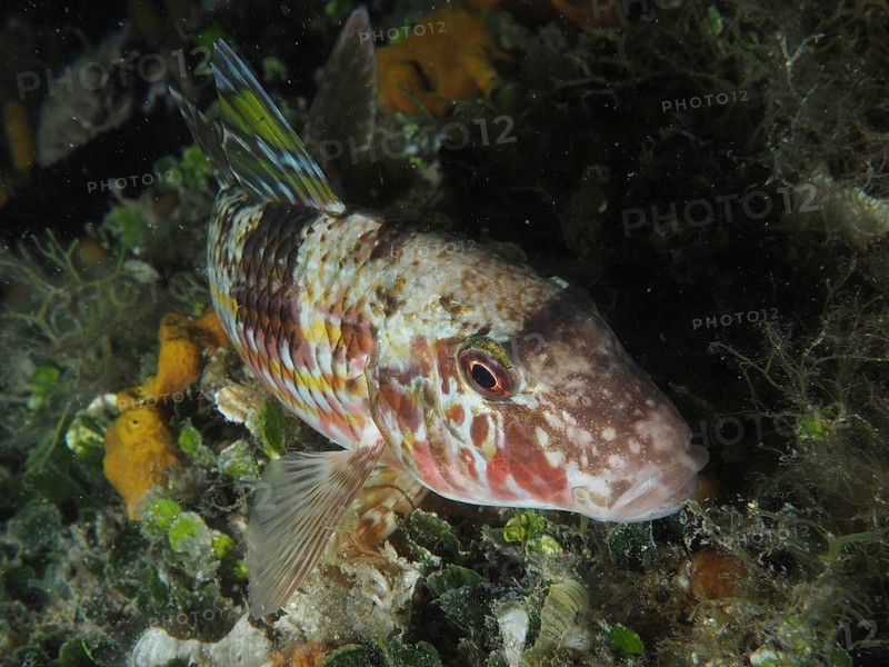 A colourful fish with reddish patterns, striped barb (Mullus surmuletus), rests between algae on the seabed at night. Dive site House Reef, Stoja, Pula, Croatia, Mediterranean Sea