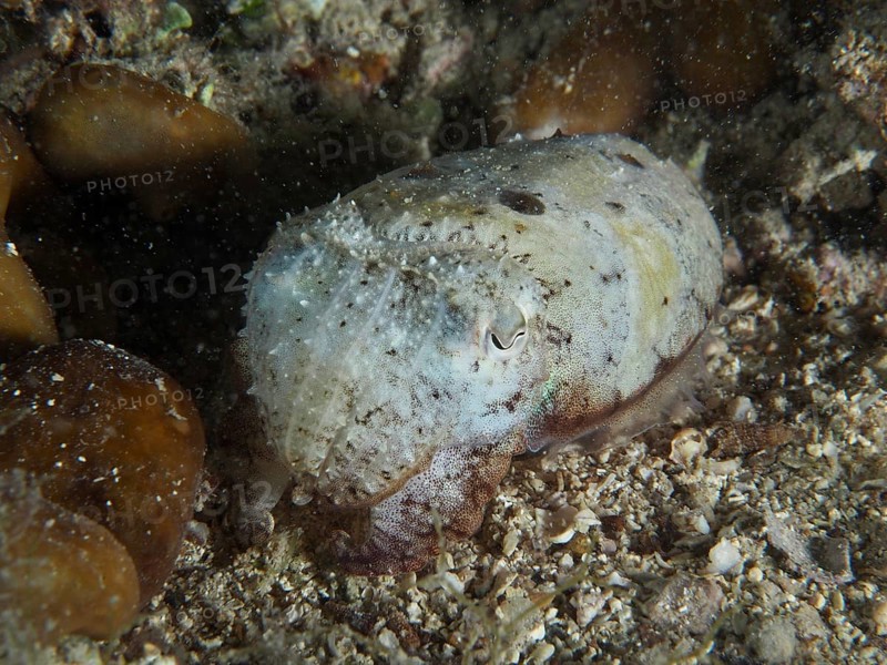 Cuttlefish, Common cuttlefish (Sepia officinalis) juvenile, camouflaged on sandy seabed. Dive site House Reef, Stoja, Pula, Croatia, Mediterranean Sea