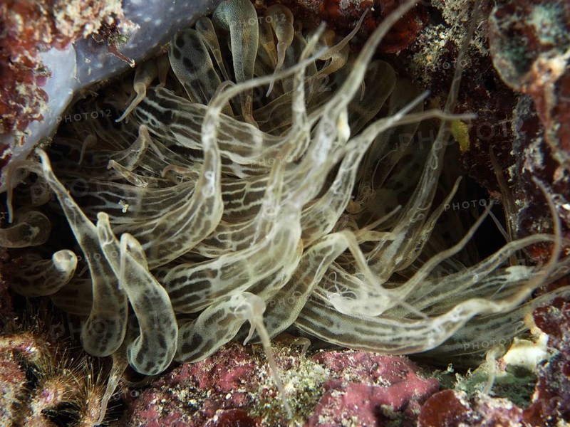 Siebanamone (Aiptasia mutabilis) with wavy tentacles on the seabed. Dive site Muzil, Stoja, Pula, Croatia, Mediterranean Sea
